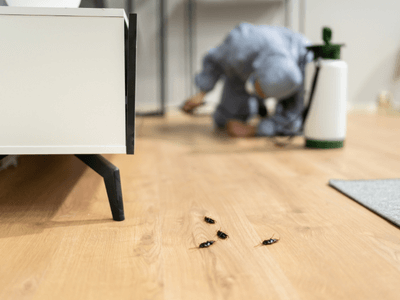About Rochester Exterminators - pest control experts in Rochester
